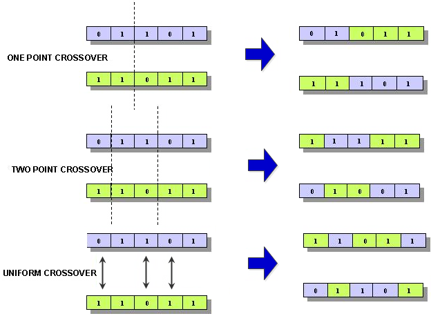 One Point, Two Point, and Uniform crossover operator representations. 