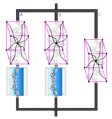 Rheological Representation of the Constitutive Model