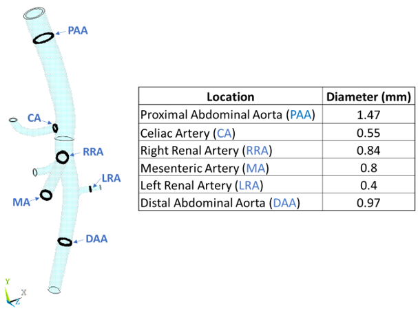 Dimensions of Each Branch in the Abdominal Aorta Model