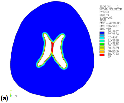 Temperature Distribution Contour of Brain Cross-section at Time 0.02 (a) and Time 1 (b)