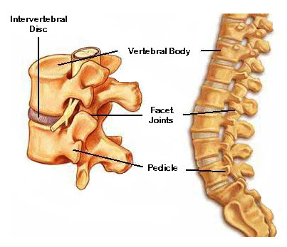 Vertebral Body Components