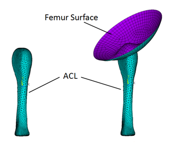 Finite Element Model of an ACL